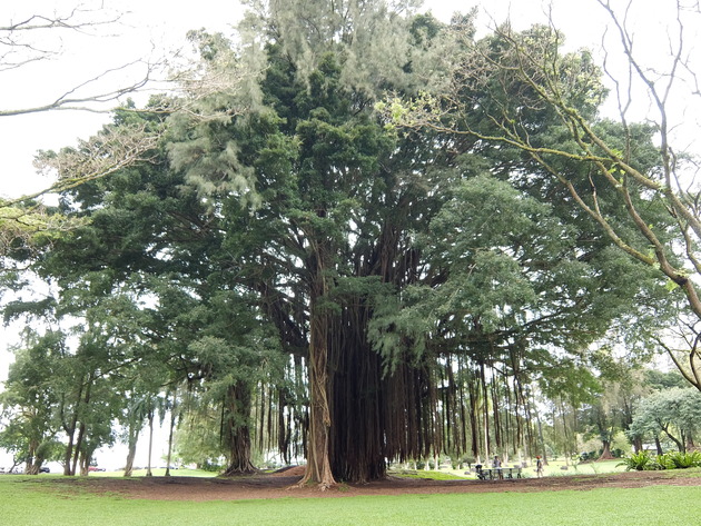 そのスイサンから数メートル行ったところの公園に大木があるので必見です!