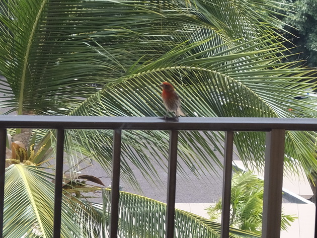 バルコニーには毎朝小鳥がやってきて、チュンチュン癒やしてくれる良き部屋だった