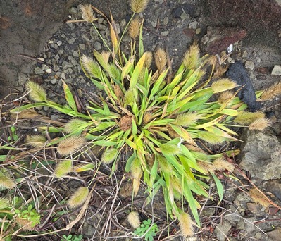 �ϥޥ��Υ���