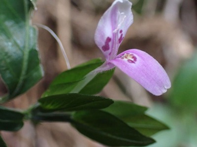 �����ϥ�゙������