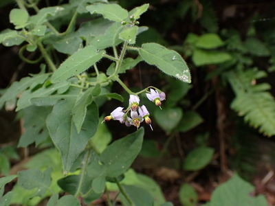 �����ҥ��゙�ꥷ゙�祦��゙