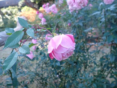 ��_���������゙��PC177358A