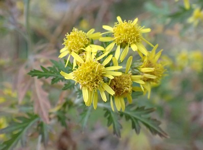 ��_����_PC177370AA