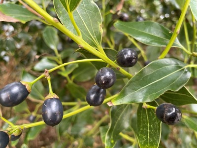 ���゙�˥å���