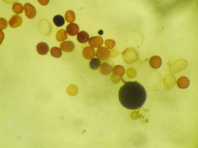 ���ָ����������˦�Ҥ���