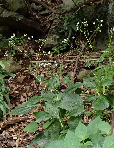 ����������゙������