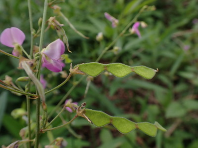 ����������̥���゙�ȥϥ�゙