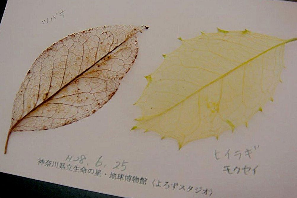 よろずスタジオ 葉脈標本をつくろう 実施報告 地球博物館友の会ブログ