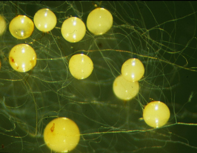 ����������顼�ݺ��ݥ�゙��゙����゚���˦��