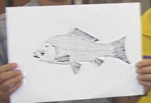 魚の細密画を描こう 実施報告 地球博物館友の会ブログ 魚の細密画を描こう 実施報告 地球博物館友の会ブログ