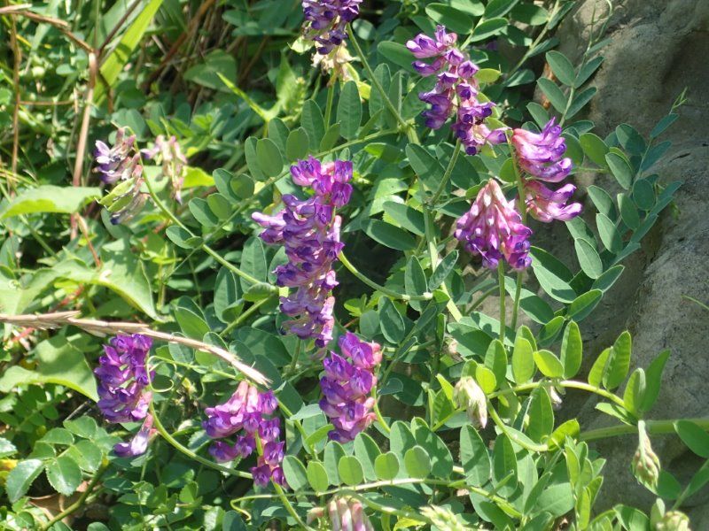 植物観察会 毘沙門海岸の植物 実施報告 地球博物館友の会ブログ
