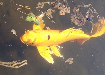 ��_�ҥ�ʥ�゙�˥�����゙��_����_PC177390AA