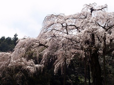 Ŷ½»³¤·¤À¤ìºù¡Ê20090331¡Ë