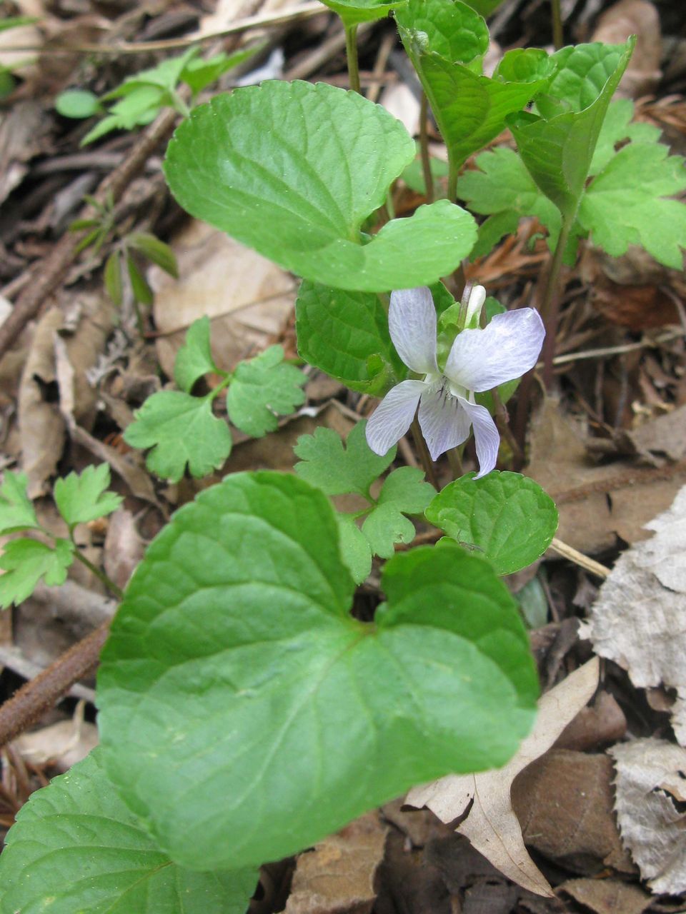 植物観察会 三つ峠にスミレを訪ねる 実施報告 地球博物館友の会ブログ