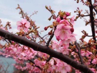 sakura3_120310_13020001