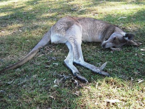 ausDSCN3356