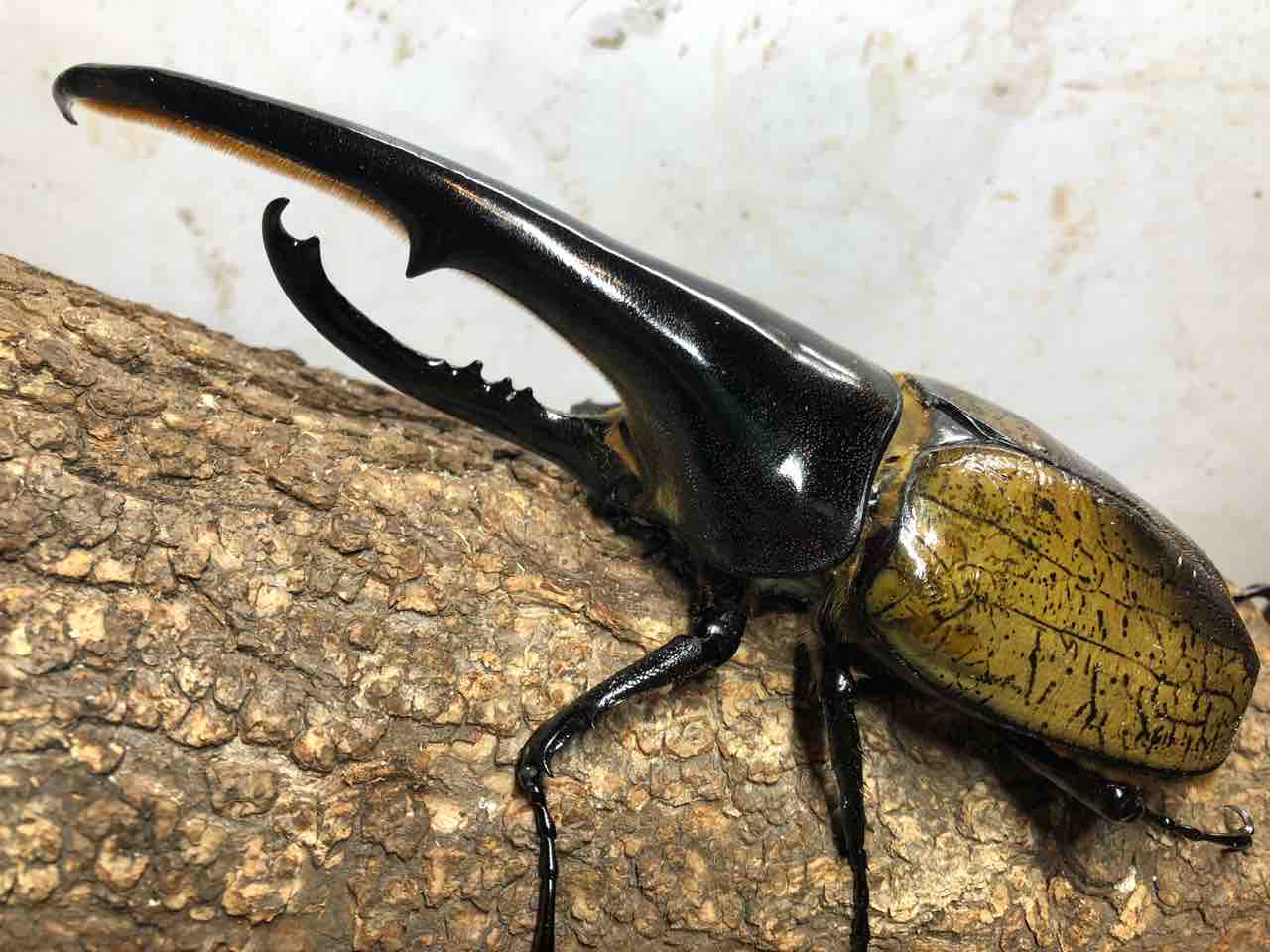 ヘラクレスン 182㎜ 爆誕 : Hercules Warehouse