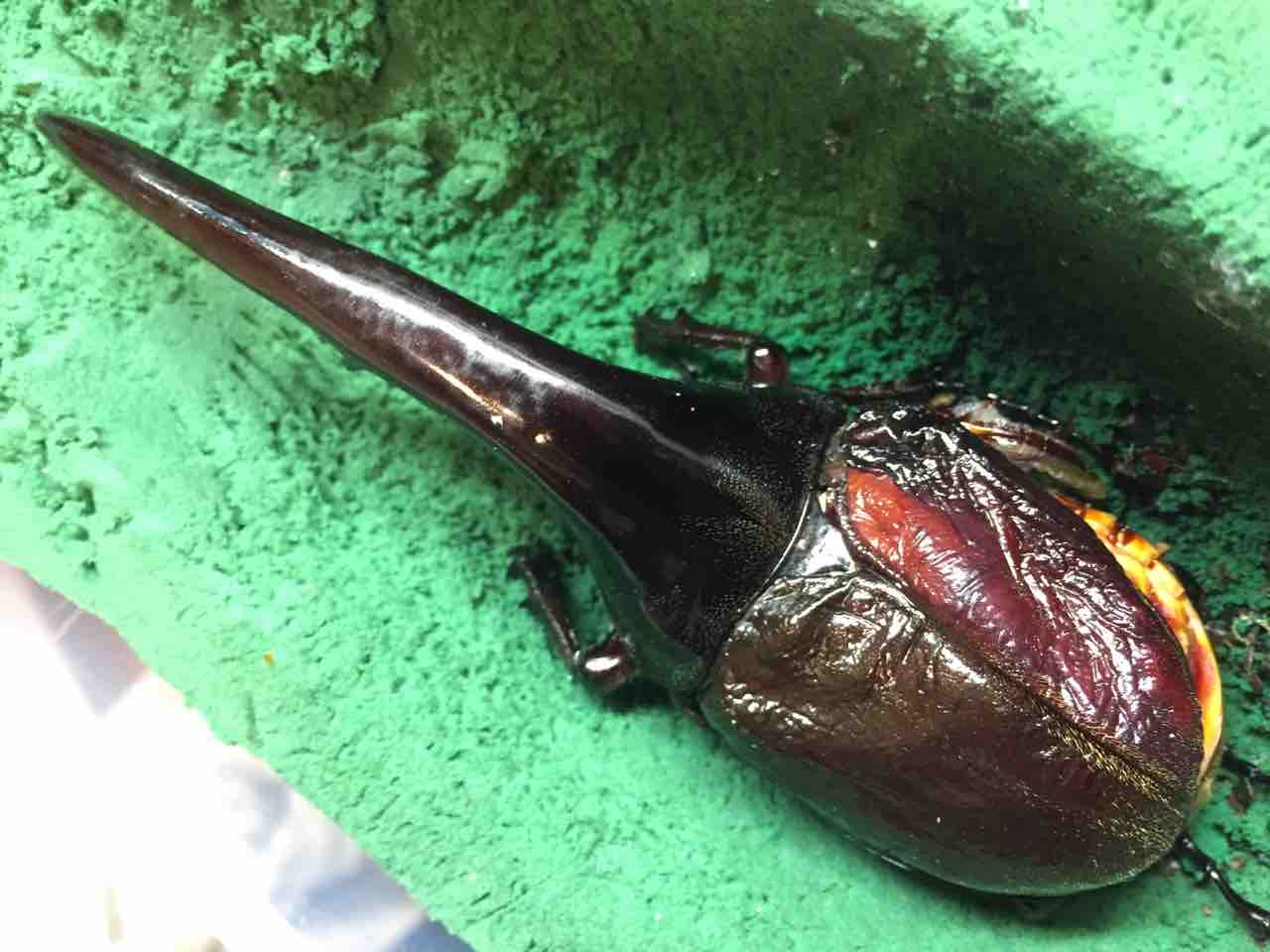 insectbace ハーキュリーM MT 血統 幼虫2頭