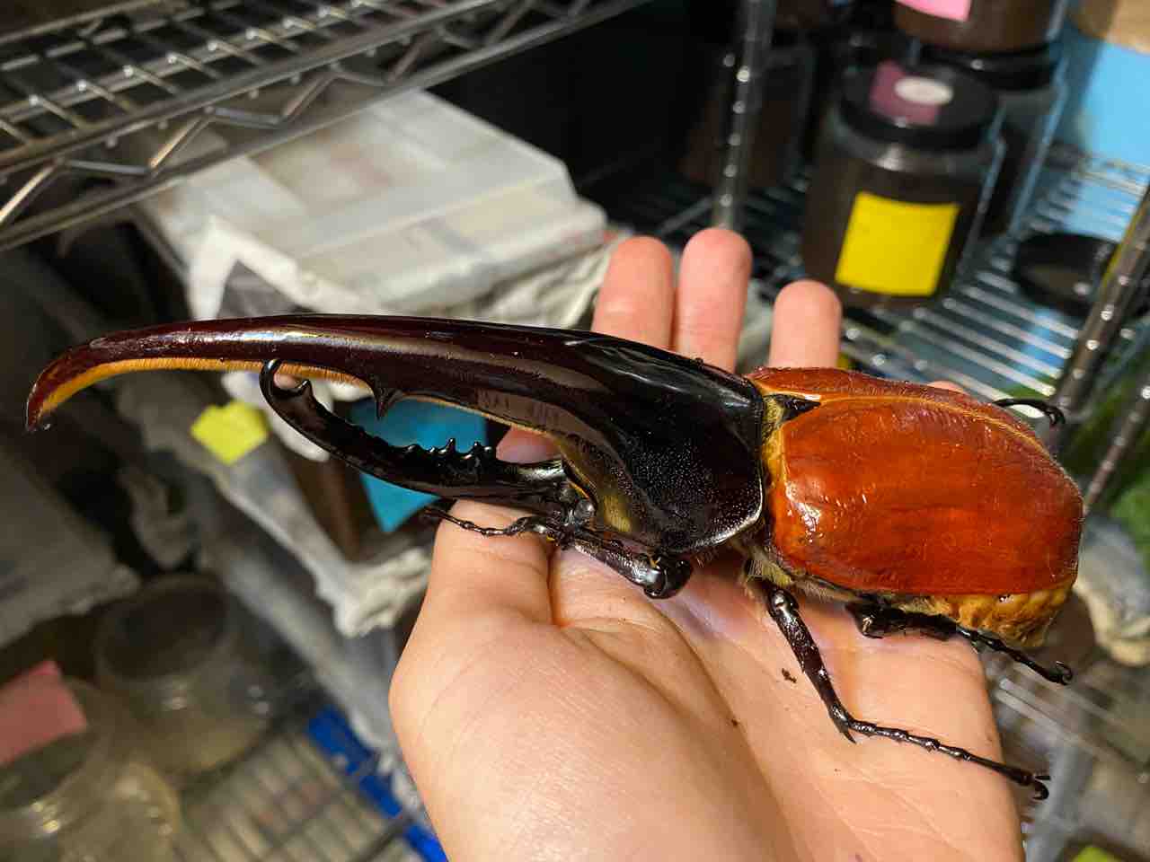 DHヘラクレス　零ライン　オス単品 ☆ごんた☆ 優良血統ＤＨヘラクレス オス単品 １４７ｍｍ ４３