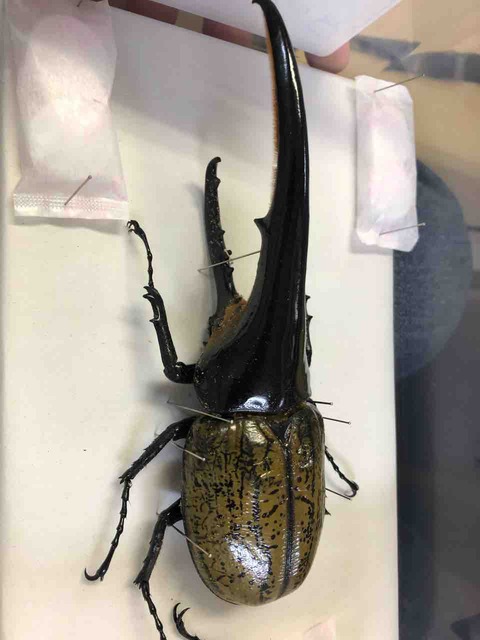 ヘラクレスオオカブト⑧ T117 vol.8-FF162・0F136 : Hercules Warehouse