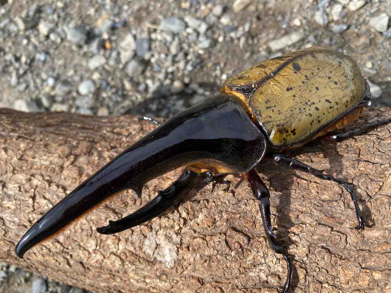 FF162FOX-0F136FOX 〜更なる進化に向けて〜 : Hercules Warehouse