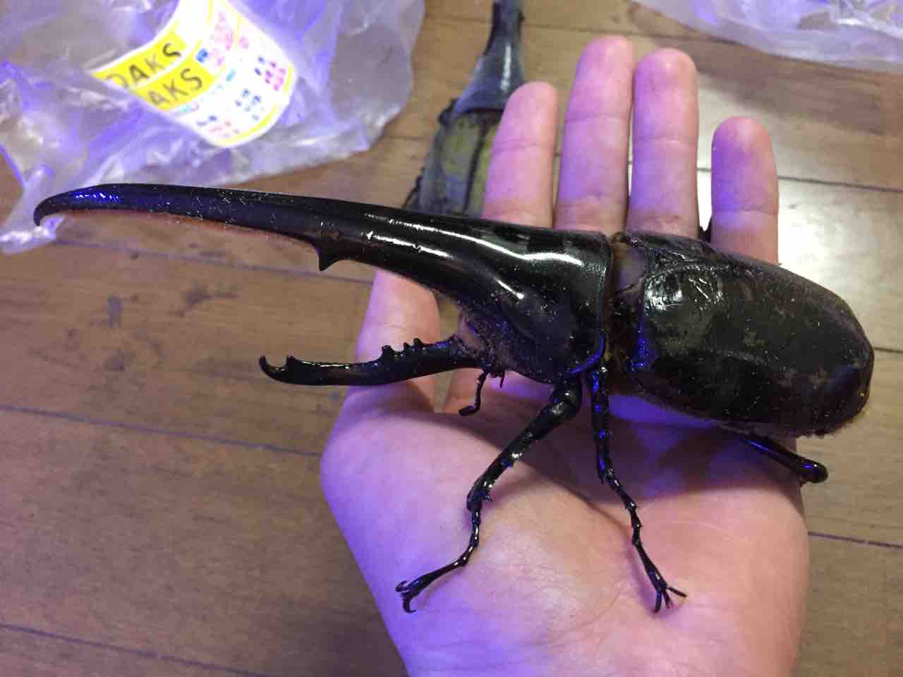 【値下げ】ヘラクレス ✨成虫ペア② 岐阜のタカ◇DHヘラクレス成虫 ♂168mmペア◇1905 r3B4，R3B2