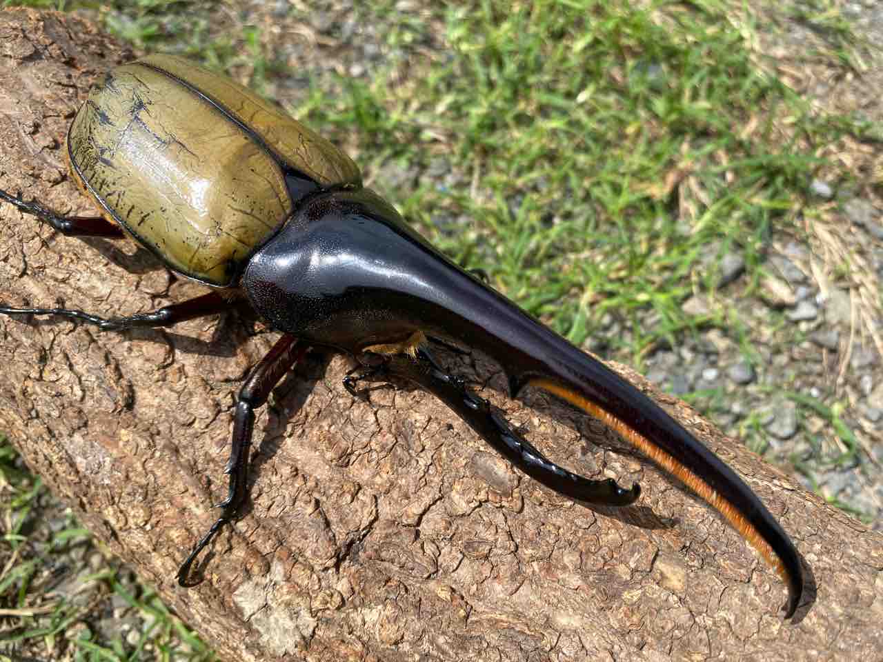 FF171 0F-FFOAKS イン : Hercules Warehouse