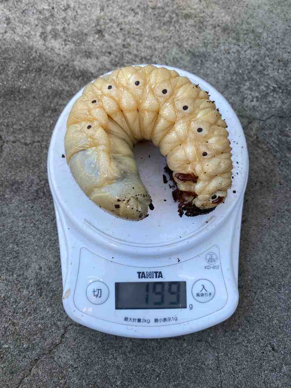 ヘラクレスン 182㎜ 爆誕 : Hercules Warehouse