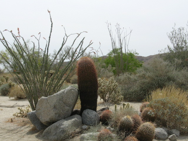 アメリカカリフォルニア アンザボレゴ砂漠公園 の植物 せつこの部屋