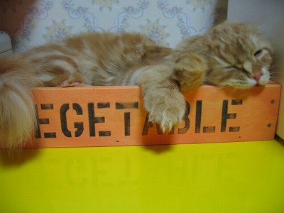 アメショの彼女 ヤマトだにゃーん