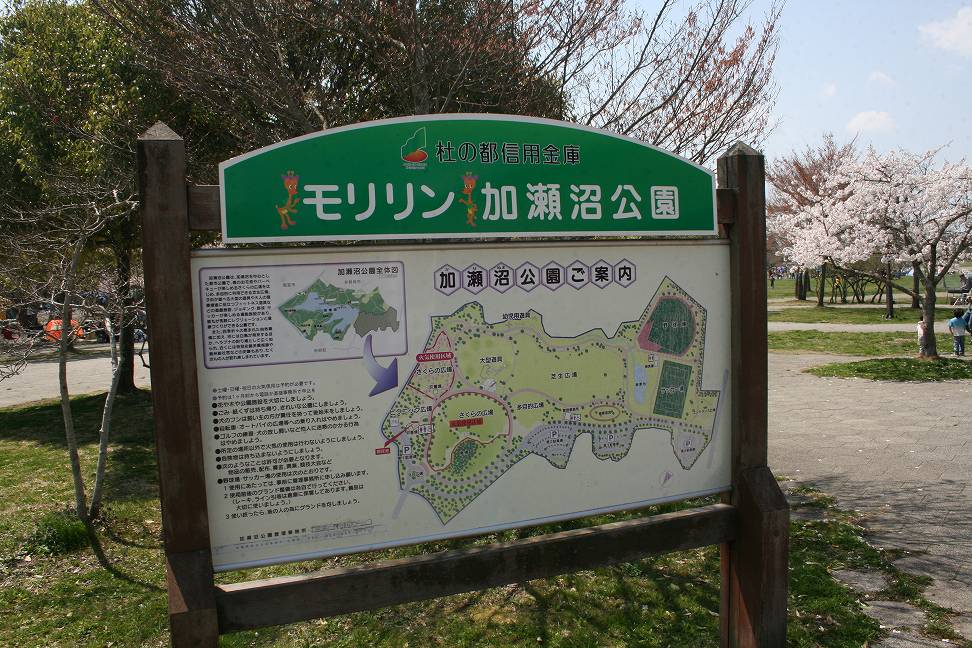 モリリン加瀬沼公園の桜 A 陸前の豕日記 モリリン加瀬沼公園の桜 A 陸前の豕日記