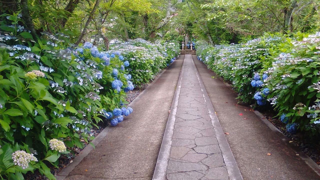 岡山県津山市 長法寺の紫陽花 今日も元気に寺社めぐり