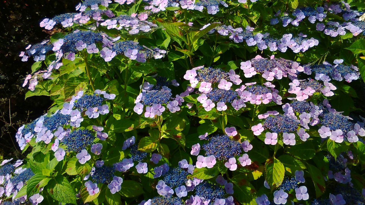 岡山県倉敷市 浅原安養寺の紫陽花 今日も元気に寺社めぐり