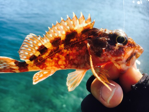 IMG_3936