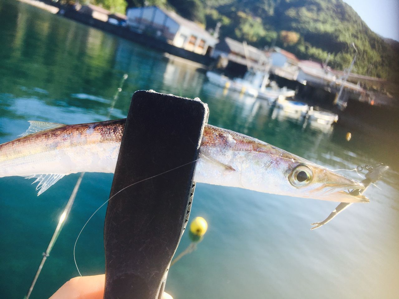 癒しの小物釣りからの カマス日和 伊豆ライトゲームブログ 癒しの小物釣りからの カマス日和 伊豆ライトゲームブログ
