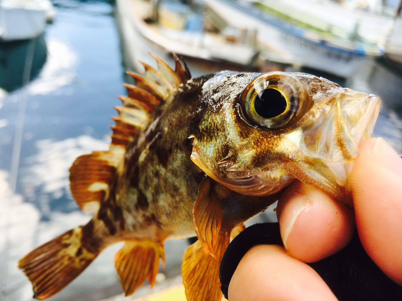 個人的 根魚御三家ゲットな釣行 伊豆ライトゲームブログ