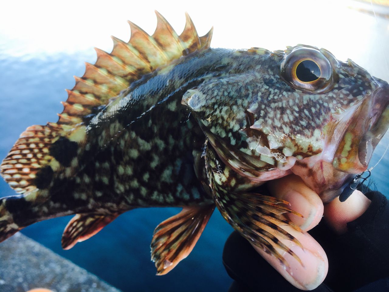 カサゴとカマスとメバルと君と 伊豆ライトゲームブログ
