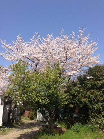 IMG_0698