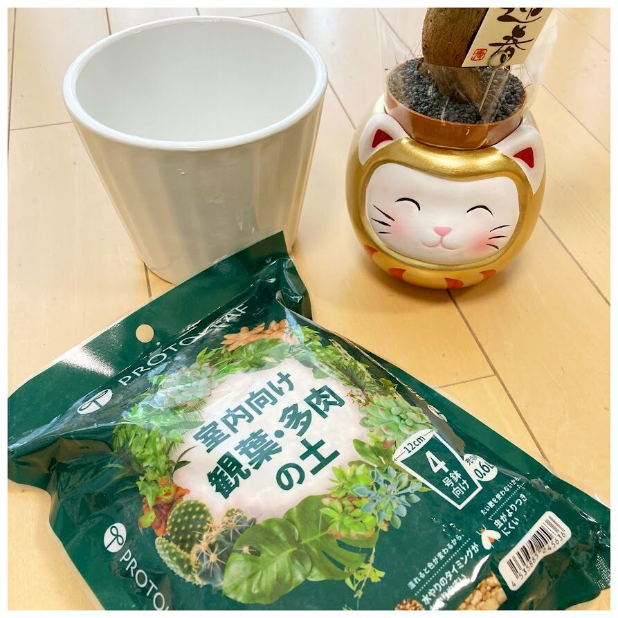 金ピカ達磨から植え替えたガジュマルの木 花暮し Hanagurashi