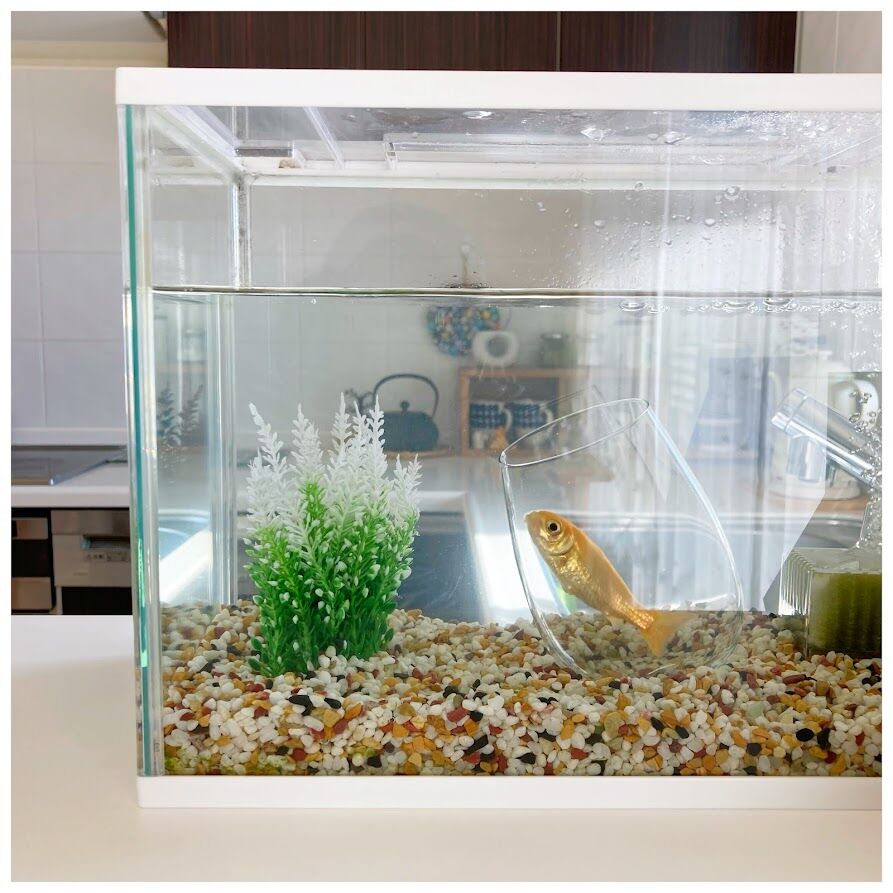 出生謎のまま９年の付き合いになった金魚 花暮し Hanagurashi