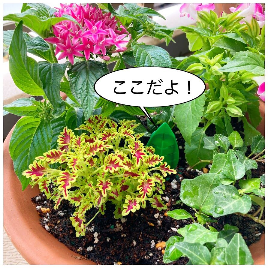 植木鉢まわりを飛ぶ小さい虫は コレで退治 花暮し Hanagurashi