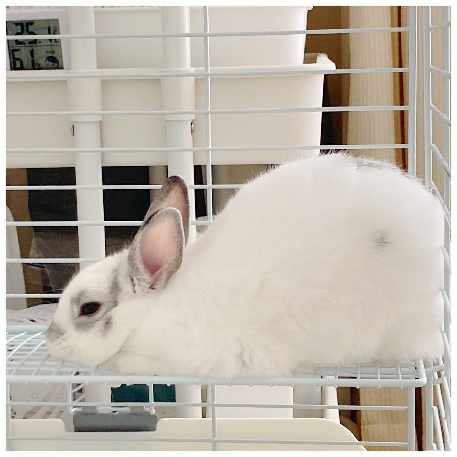 思春期突入 おもちはいたずらっ子で甘えん坊に 花暮し Hanagurashi