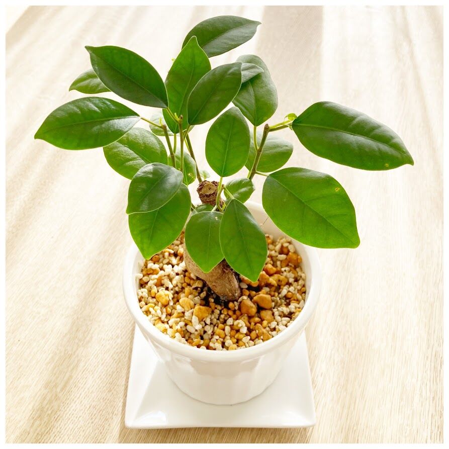 金ピカ達磨から植え替えたガジュマルの木 花暮し Hanagurashi 金ピカ達磨から植え替えたガジュマルの木 花暮し Hanagurashi