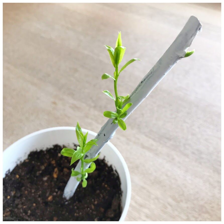 雲龍柳 鉢植えにしてみました 花暮し Hanagurashi