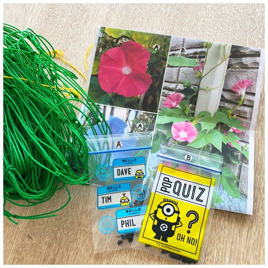 はじめの一歩 小学１年生の気持ちで 朝顔を育ててみます 花暮し Hanagurashi