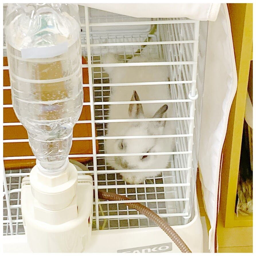 うさぎ びよ んとのびてる おもち です 花暮し Hanagurashi