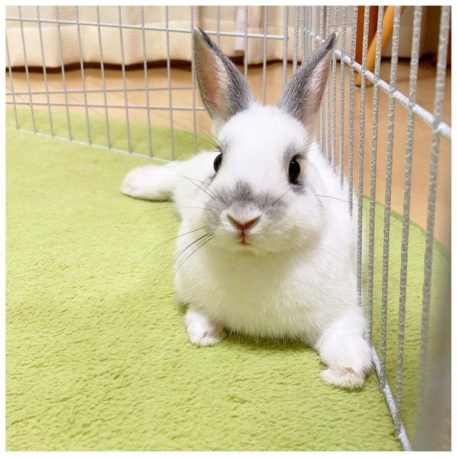うさぎ 飛ぶ 花暮し Hanagurashi うさぎ 飛ぶ 花暮し Hanagurashi
