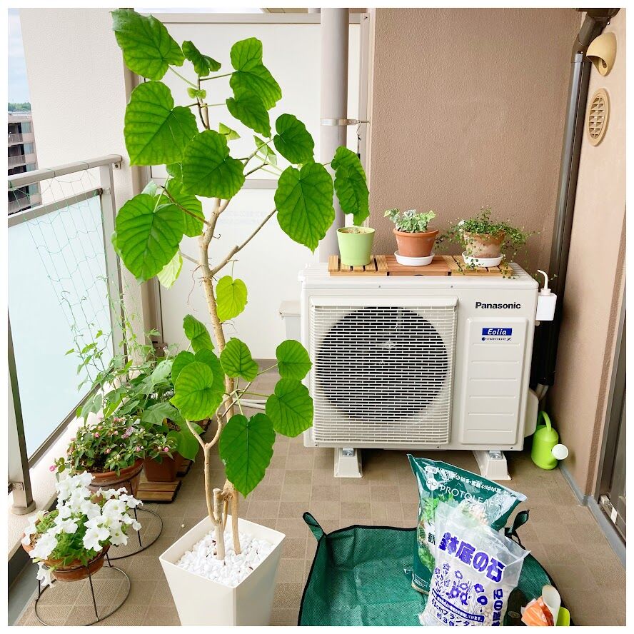 暑さ落ち着き 土の入れ替え チェアリング 花暮し Hanagurashi 暑さ落ち着き 土の入れ替え チェアリング 花暮し Hanagurashi