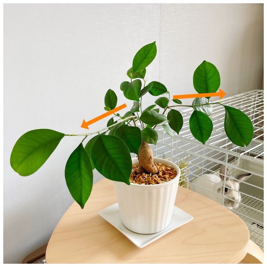 ガジュマル丸坊主 花暮し Hanagurashi