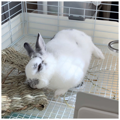 うさぎの健康寿命｜おもち五歳 : 花暮し HANAGURASHI